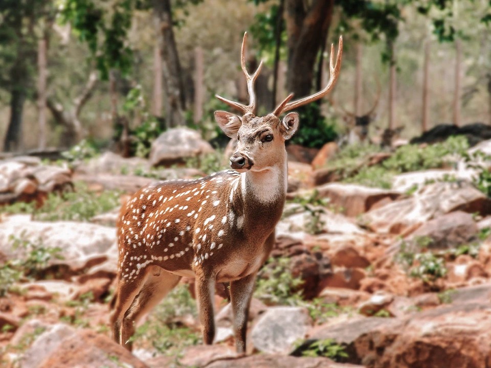 India Discovery Tour photo 7