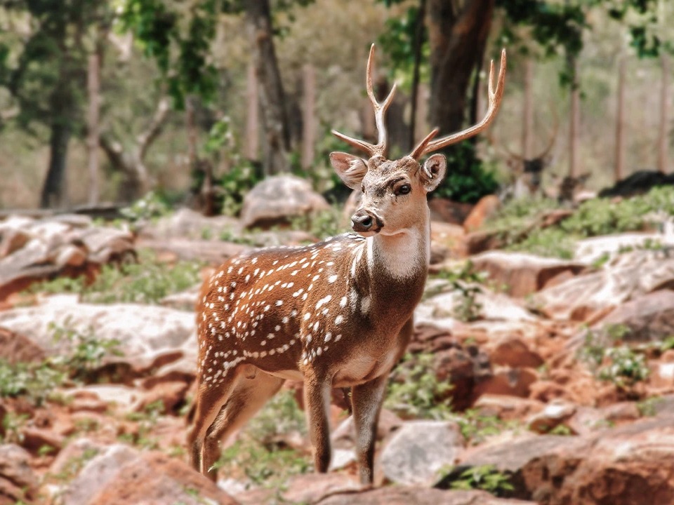 India Odyssey: North to South Adventure photo 7