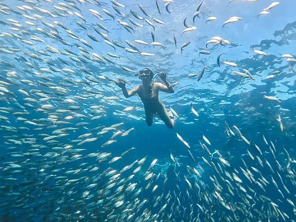 Sardine Run