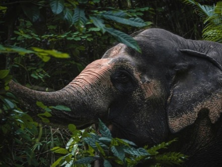 Thailand Escape photo 6