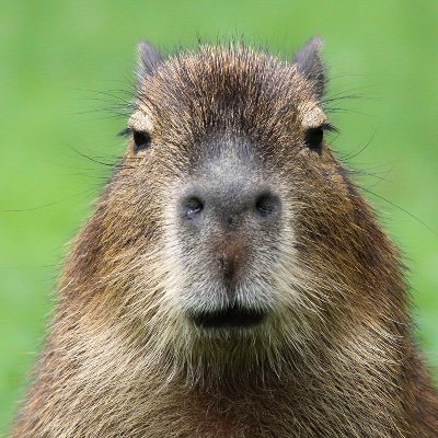 Capybara's profile