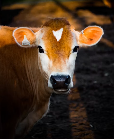 Animal Carcass Incinerators: Safe Thermal Treatment for Farms and Agricultural Operations