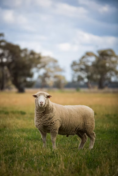 How to Choose an Animal Cremator: Capacity, Operation and Site Requirements