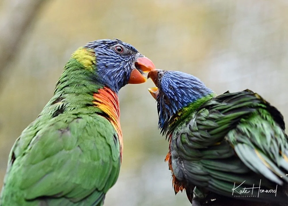 Kate Henwood Photography gallery 2