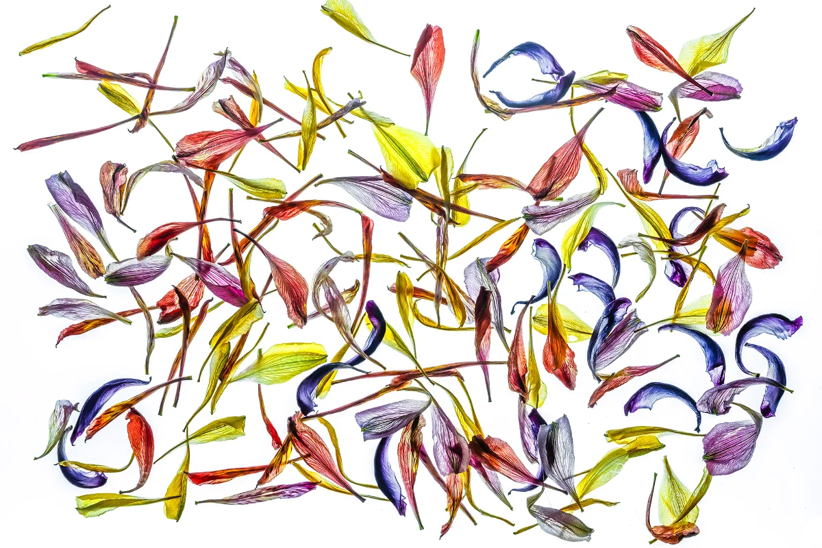 Steve Gallagher — work 7