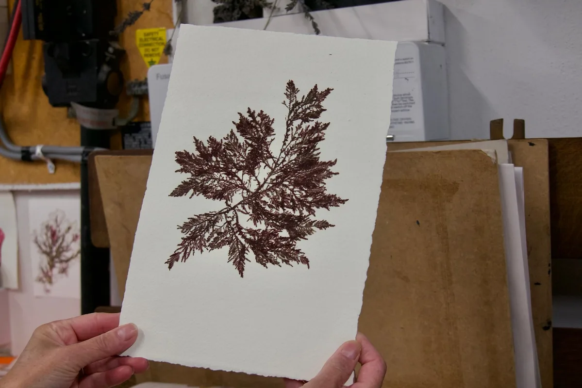 An introduction to Seaweed Pressing