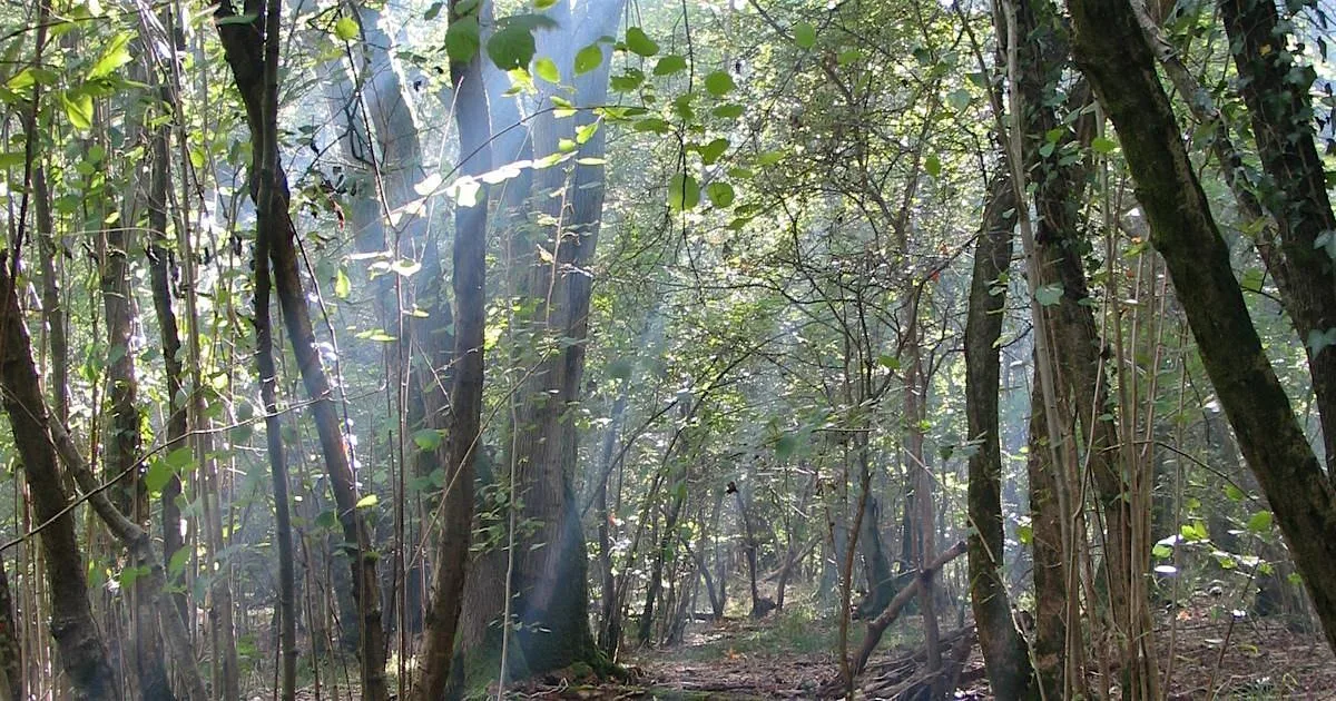 Deepen Your Nature Connection, Woods Mill
