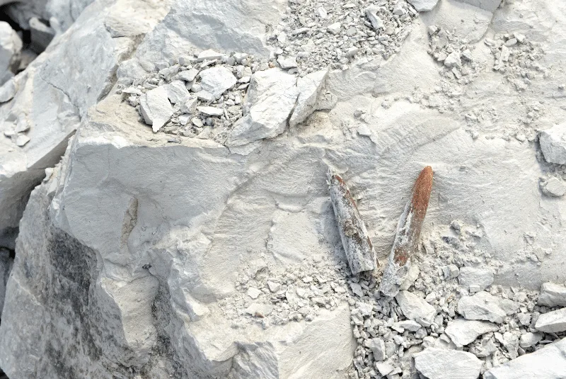 Discovery Day – Chalk, Flint & Arun Valley Prehistory