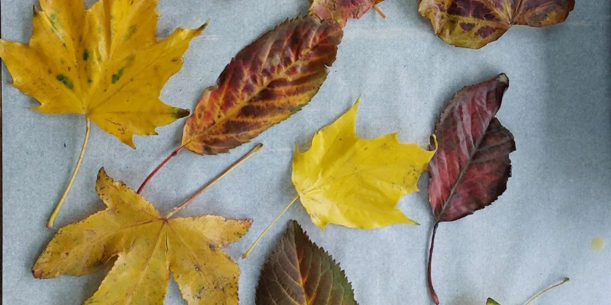 Kids Workshop: Autumn Crafts