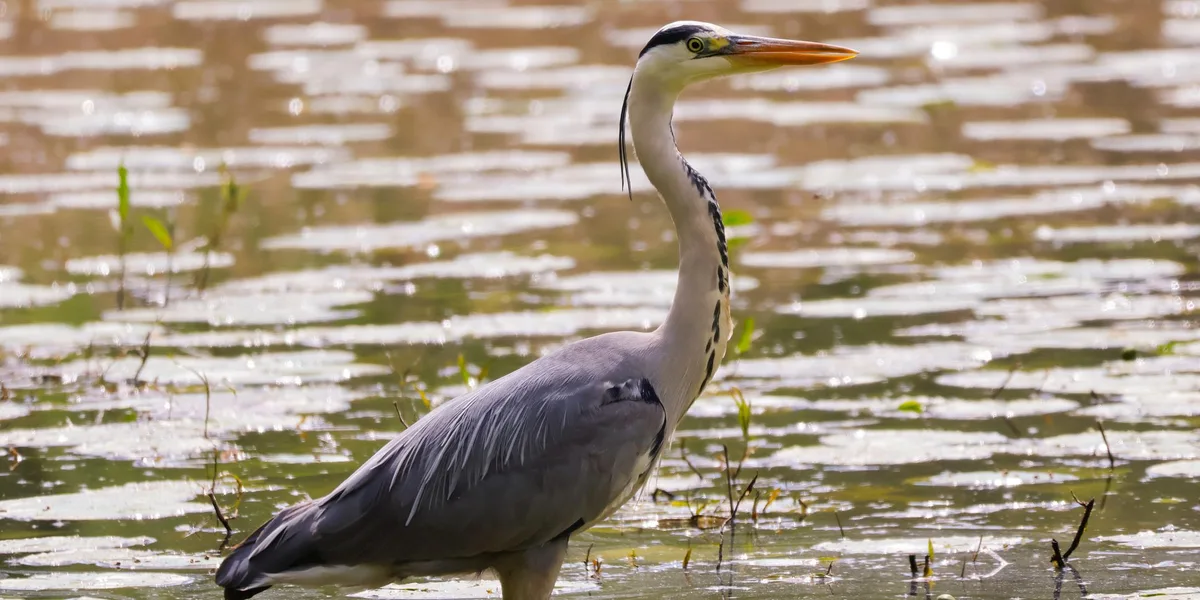 Mindful Photography Workshop, Woods Mill Nature Reserve