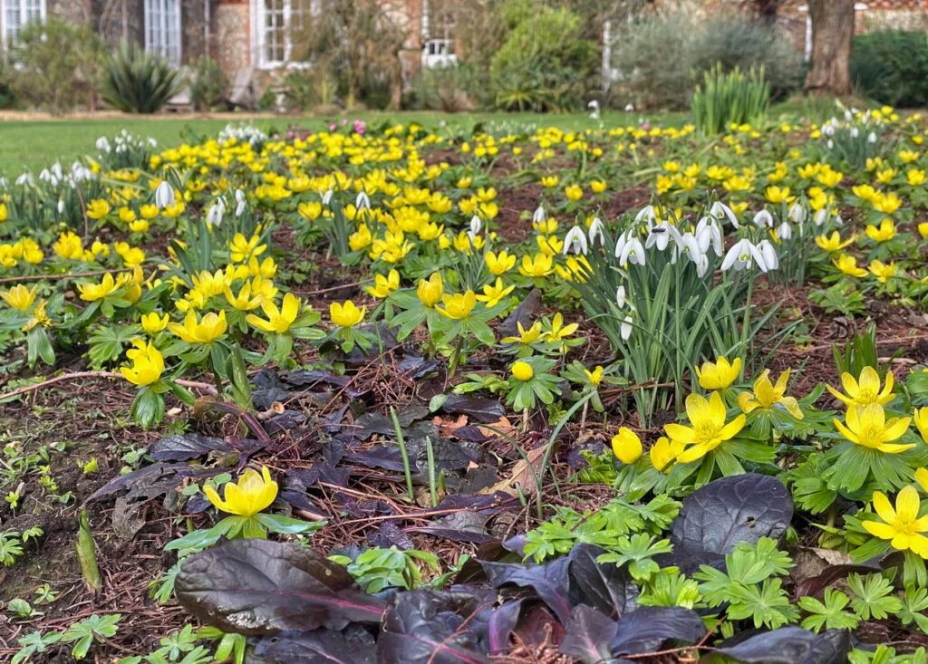National Garden Scheme: Denmans Garden Fontwell: Open Garden