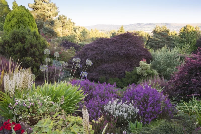 The National Garden Scheme: Champs Hill, Coldwaltham: Open in aid of NGS charities