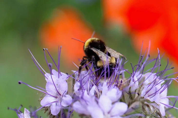 Adur & Worthing Councils adopt new vision for nature