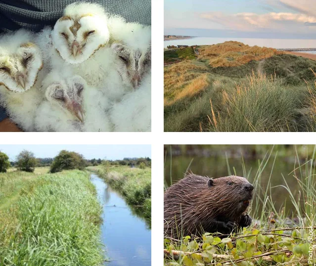 new born chicks, countryside, river and otter