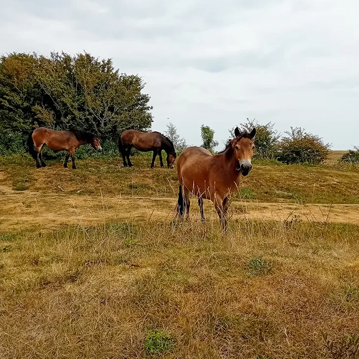 Mill Hill, Shoreham - Exmoor ponies exploring the hill