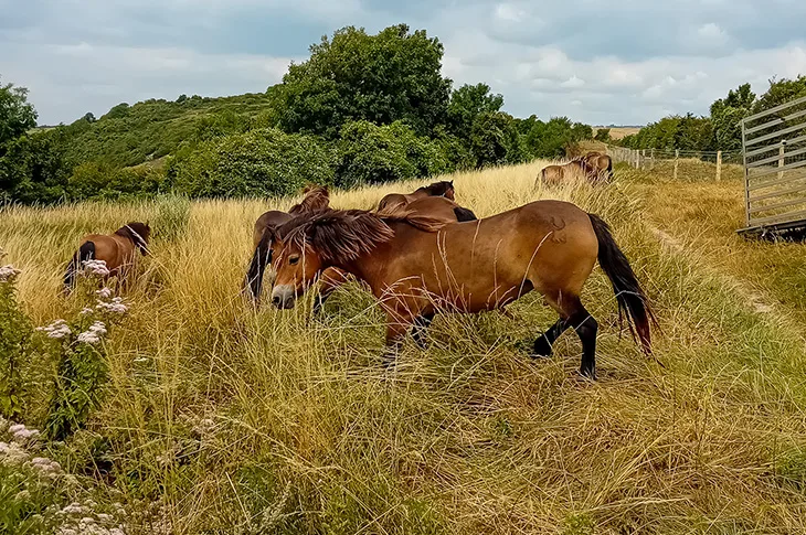 Mill Hill, Shoreham - Exmoor ponies arriving at the hill