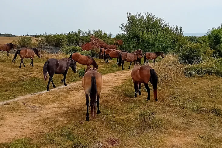 Exmoor ponies arrive at Mill Hill in Shoreham to help restore precious chalk grassland
