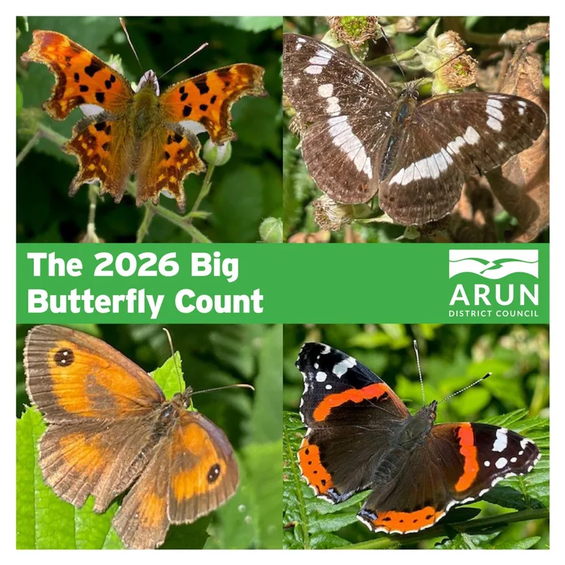 Get ready for the Big Butterfly Count 2026!