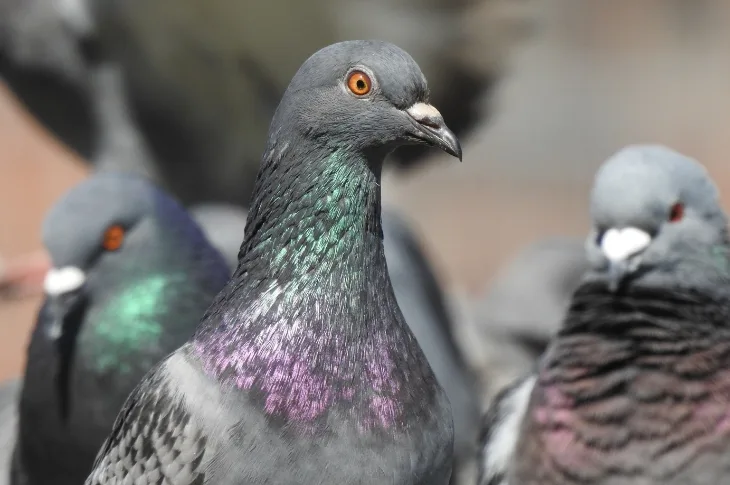Have your say on plans to address wildlife feeding in Worthing town centre