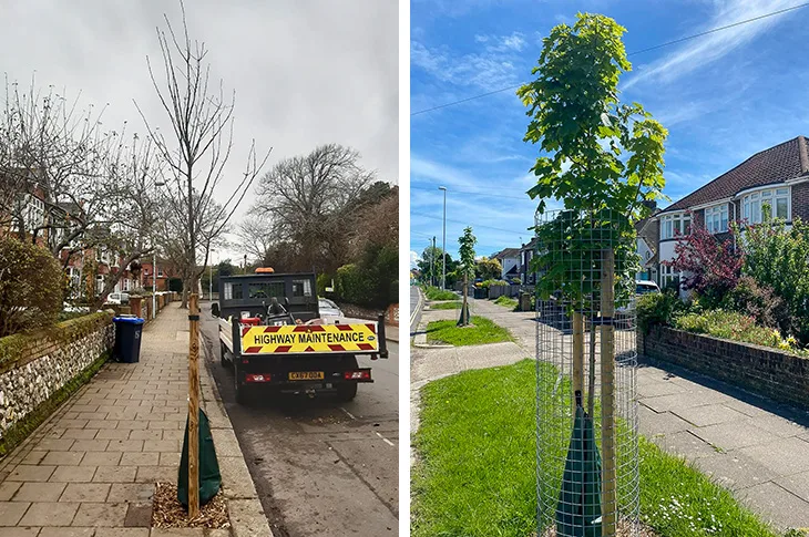 New tree planting policy adopted in Adur and Worthing