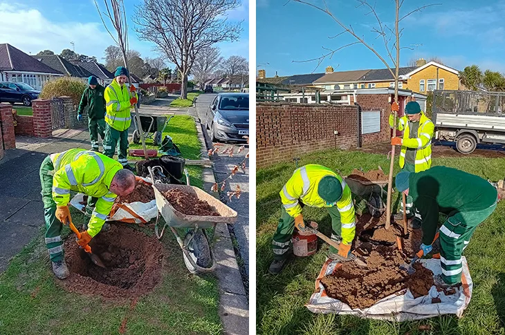 The councils' parks team planting street trees