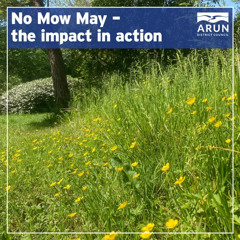 No Mow May – the impact in action!