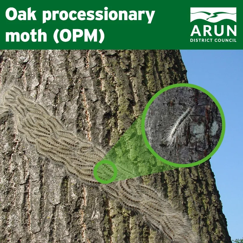 Oak processionary moth (OPM) – a growing risk to trees and public health