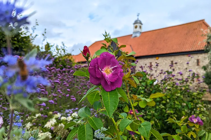 Field Place, Worthing - flowers