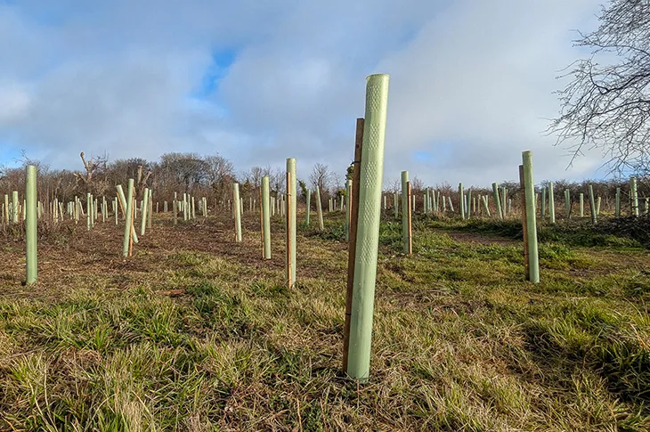 Trees recently planted at Lancing Ring (2)