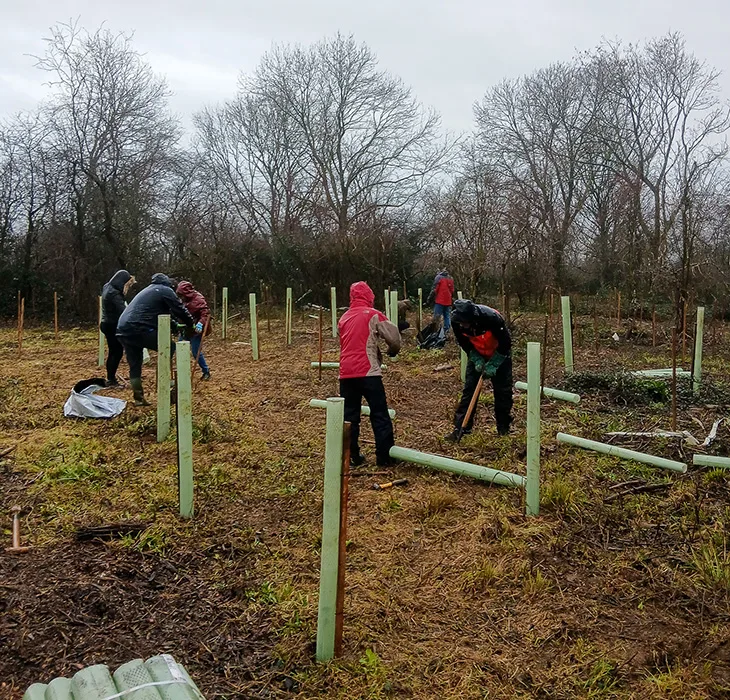 Volunteers helping plant young trees at Lancing Ring