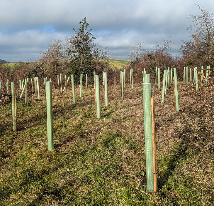 Trees recently planted at Lancing Ring (3)