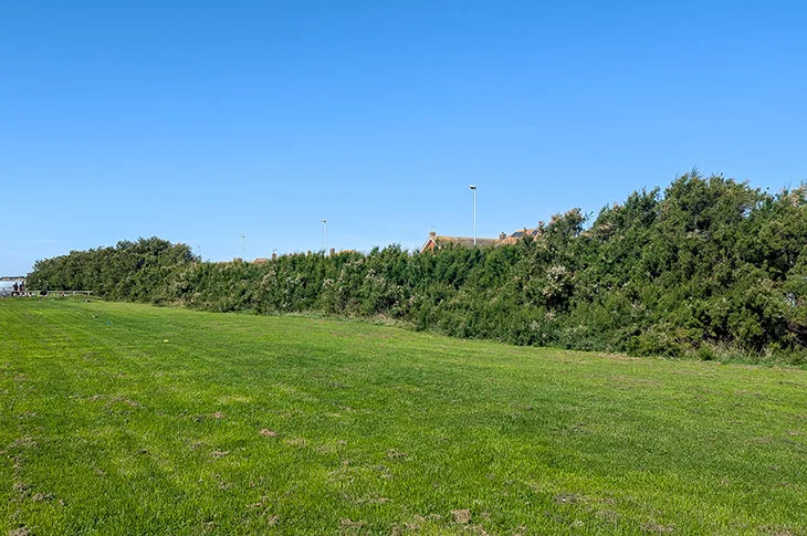 Historic hedge in Goring - showing the effects of the illegal pruning in summer