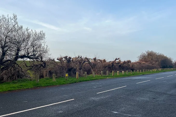Tree Preservation Order implemented to protect historic hedge in Goring