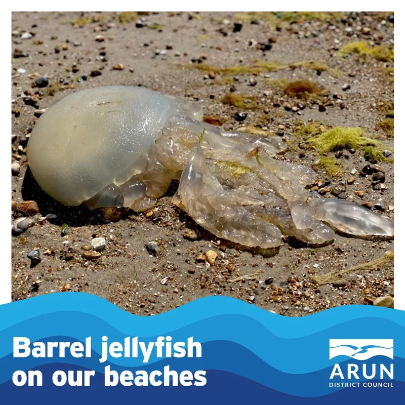 Warning - barrel jellyfish spotted along our foreshores