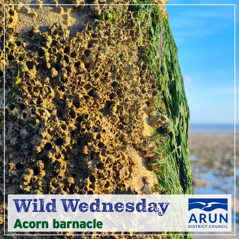 Wild Wednesday - Acorn barnacle