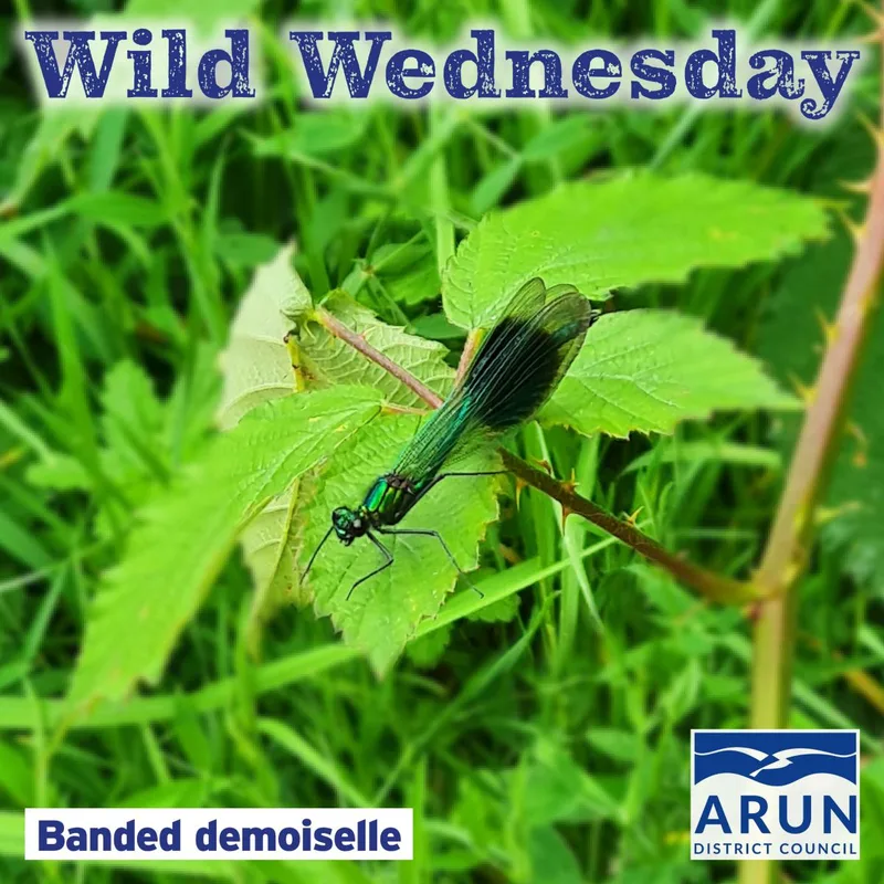 Wild Wednesday - Banded Demoiselle