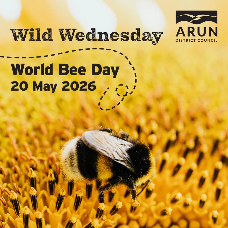 Wild Wednesday - celebrating World Bee Day