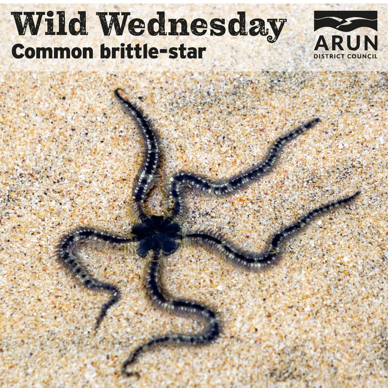Wild Wednesday – Common Brittle-star