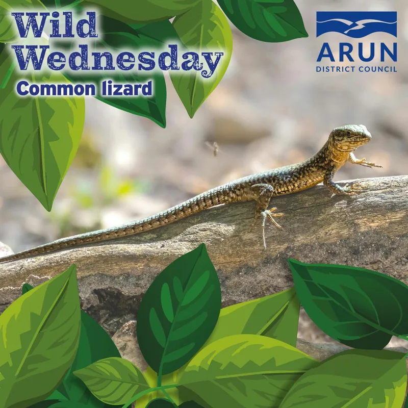 Wild Wednesday – Common Lizard