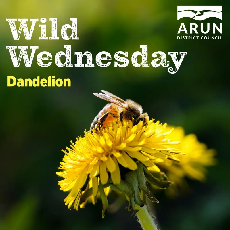 Wild Wednesday – Dandelion