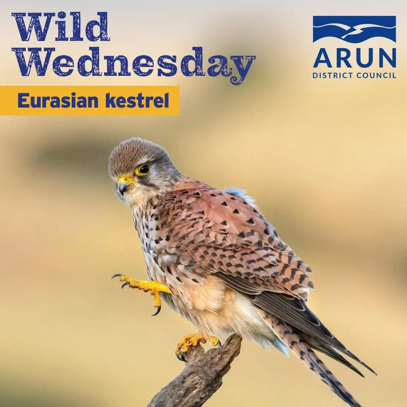 Wild Wednesday - Eurasian kestrel