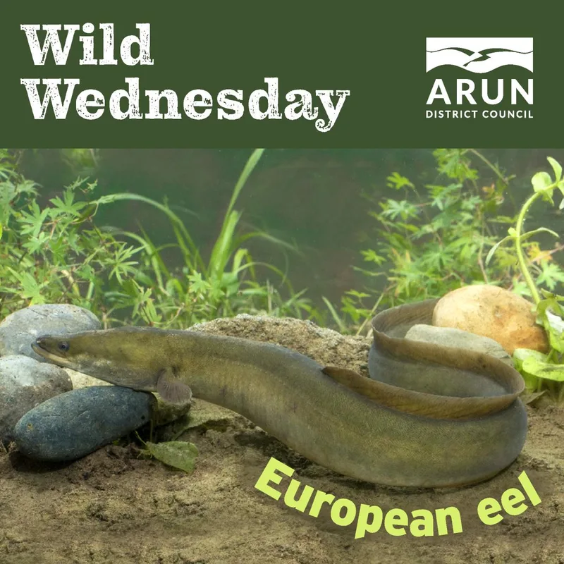 Wild Wednesday – European eel