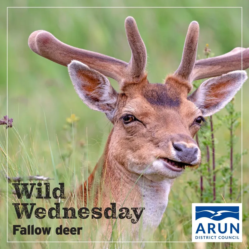 Wild Wednesday - Fallow deer