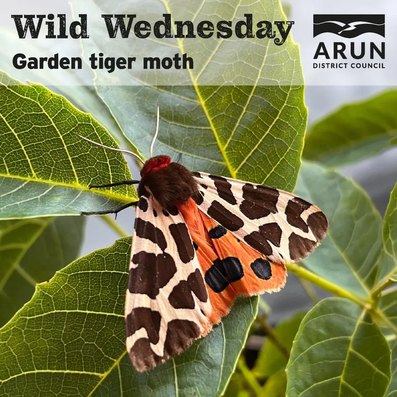 Wild Wednesday – Garden tiger moth