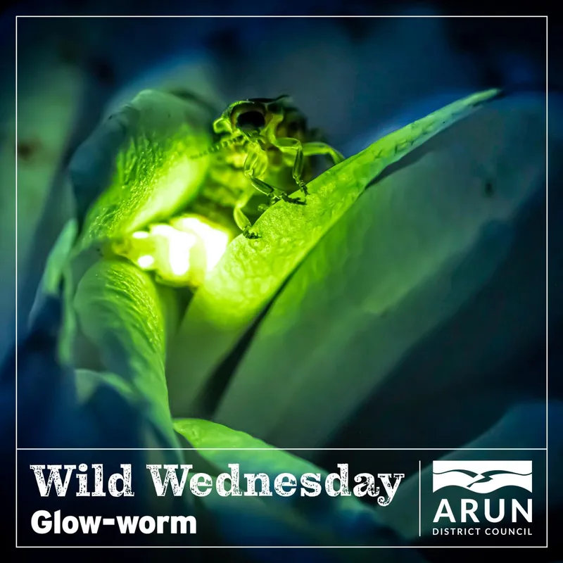Wild Wednesday – Glow-worm