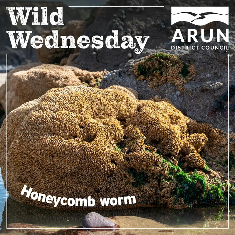 Wild Wednesday – Honeycomb worm