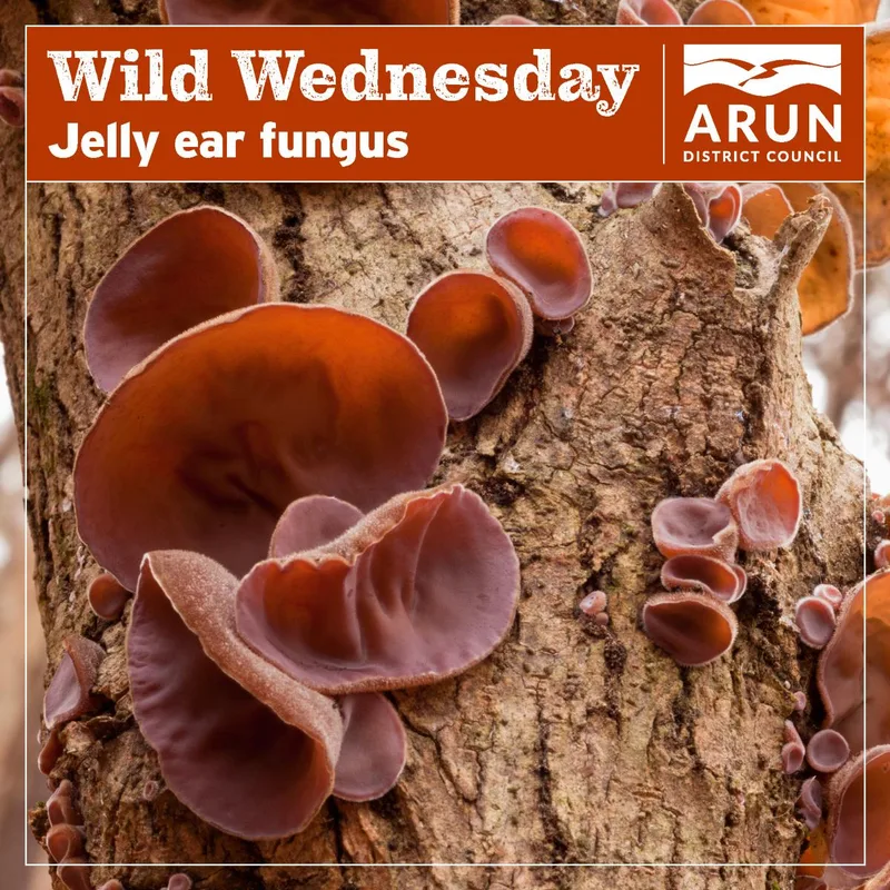 Wild Wednesday – Jelly ear fungus