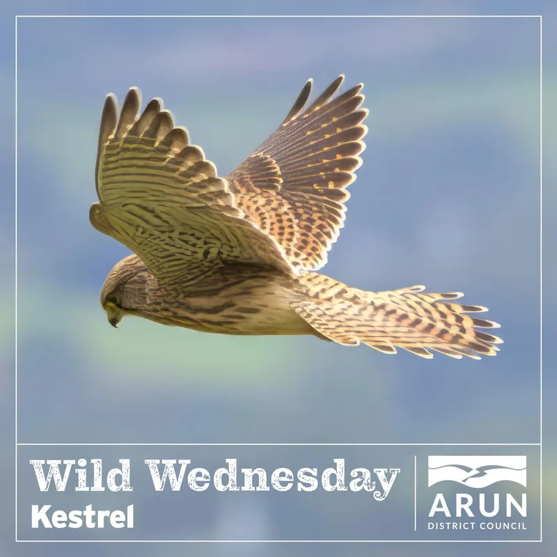 Wild Wednesday - Kestrel