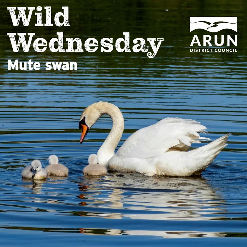 Wild Wednesday – Mute swan