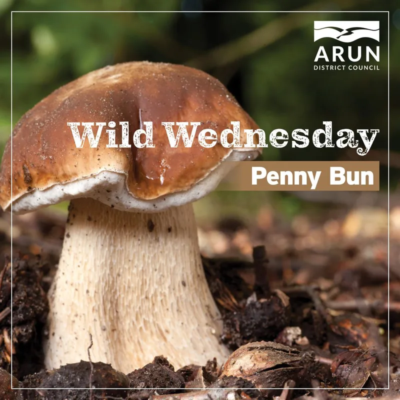 Wild Wednesday - Penny bun